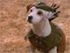  What's the story, Wishbone?